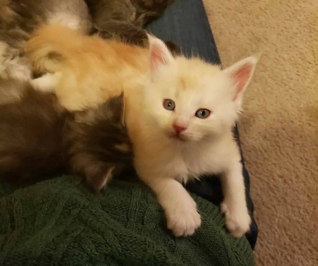 A white kitten resting with other kittens on a soft surface.