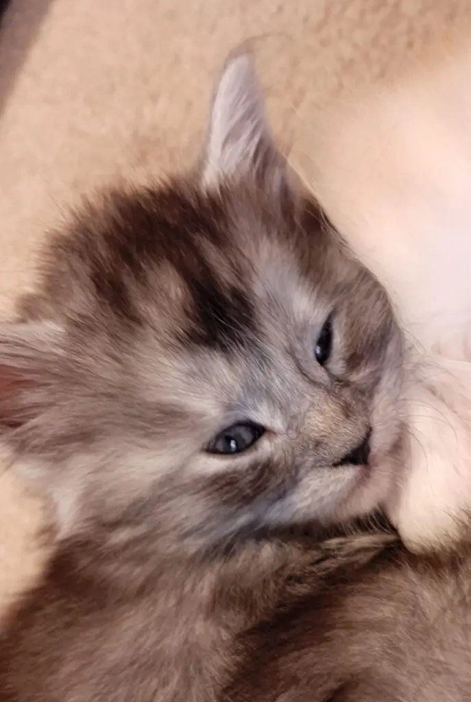 Close-up of a sleepy kitten with soft fur cuddling.