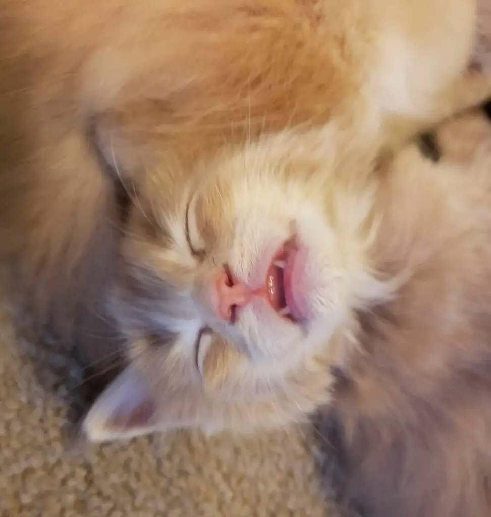 Close-up of a sleeping orange kitten with eyes closed and tongue slightly out.