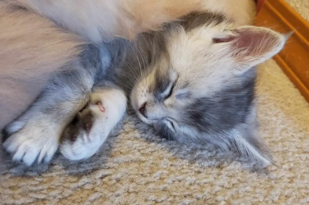 A gray kitten sleeping peacefully on a carpet.