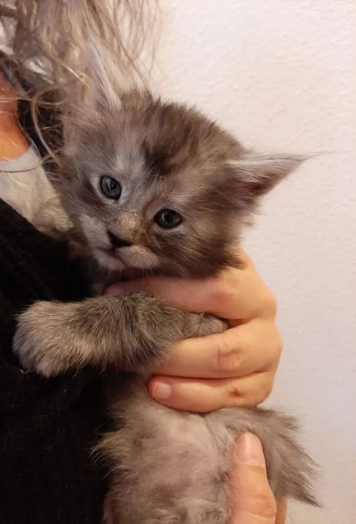 A small gray kitten being gently held.