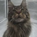 Close-up of a fluffy Maine Coon cat with intense eyes.