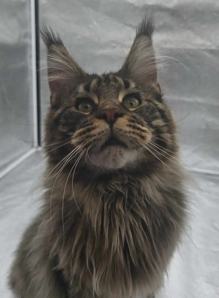 Close-up of a fluffy Maine Coon cat with intense eyes.