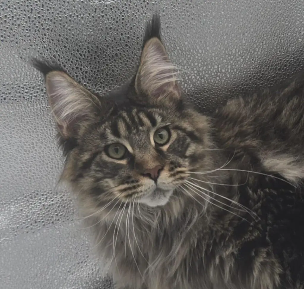 Tabby Maine Coon face with long whiskers