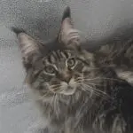 Tabby Maine Coon face with long whiskers