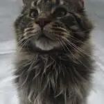 Regal brown tabby Maine Coon kitten portrait