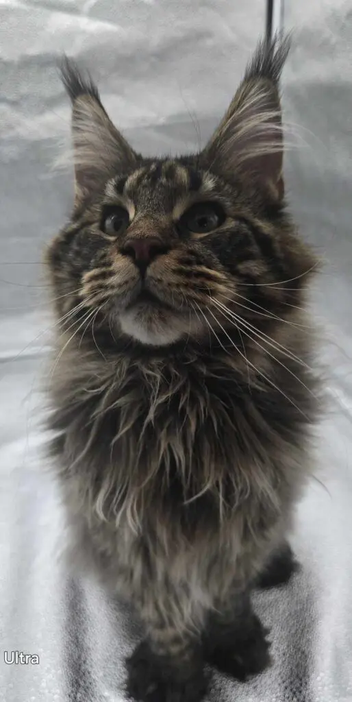 Regal brown tabby Maine Coon kitten portrait