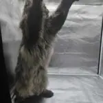 A fluffy cat standing on its hind legs inside a glass enclosure.