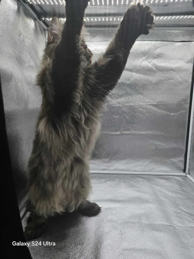 A fluffy cat standing on its hind legs inside a glass enclosure.