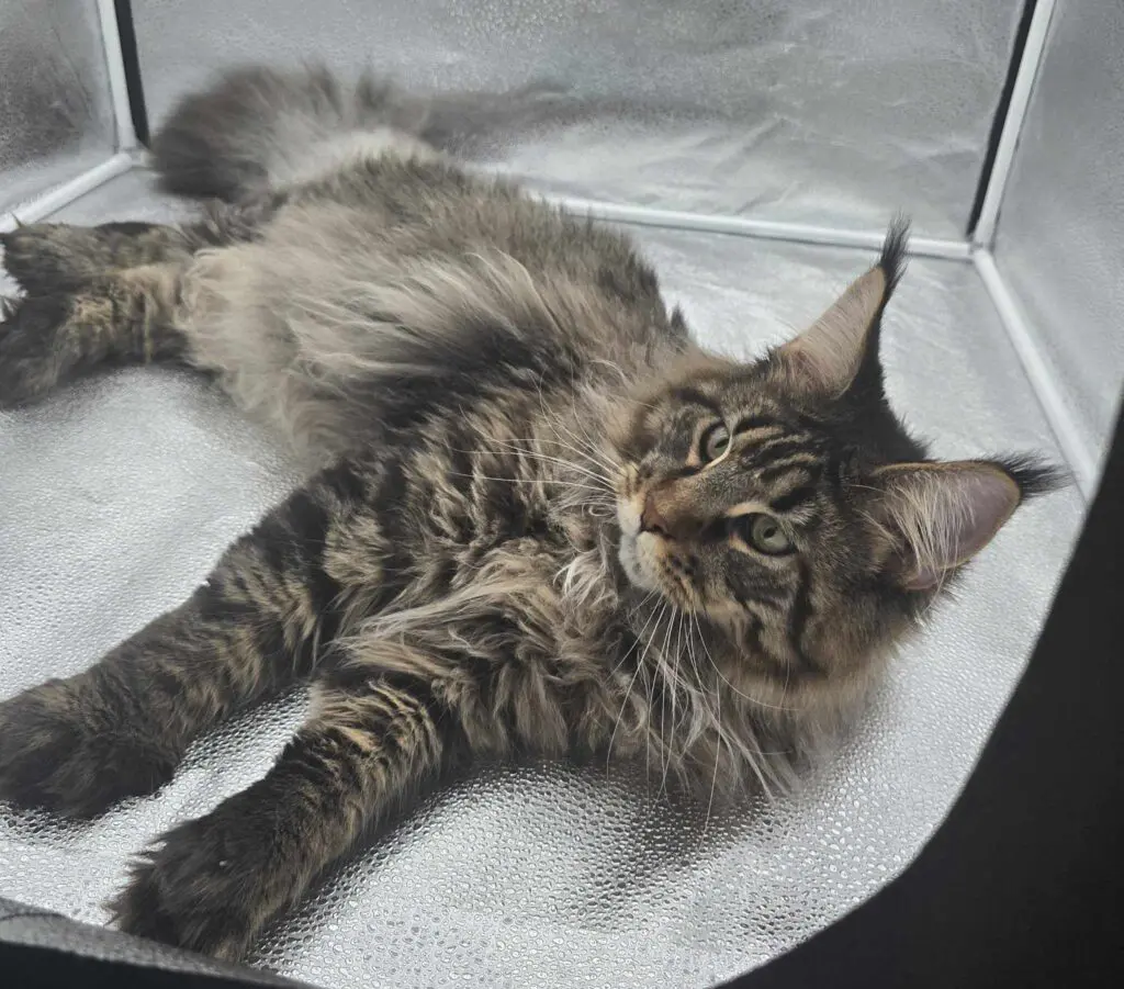 A relaxed Maine Coon cat lying down with its paws stretched out.