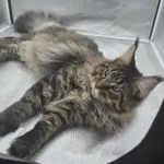 A relaxed Maine Coon cat lying down with its paws stretched out.