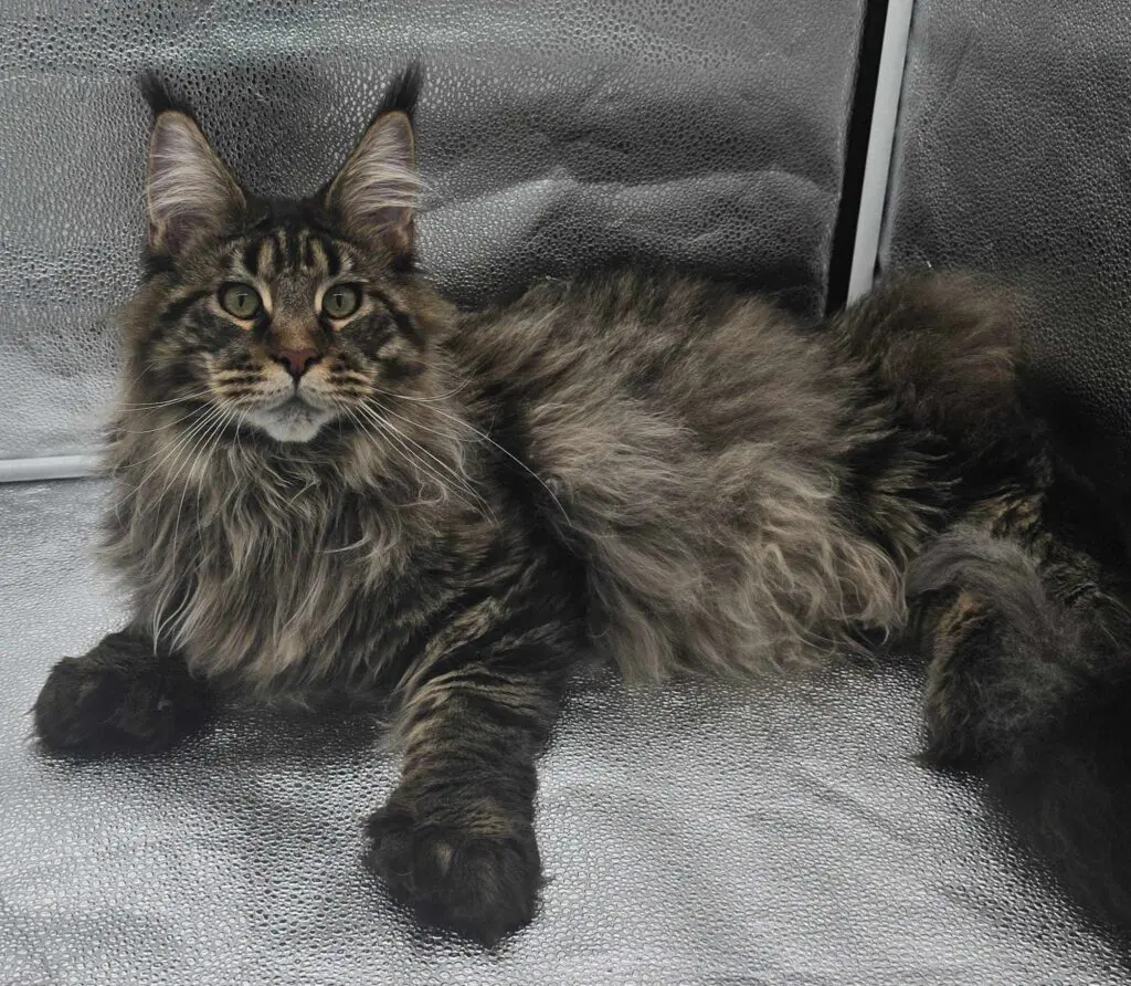 Fluffy tabby cat lounging comfortably on a soft surface.