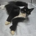 Heather, a black-and-white Maine Coon, lying down and stretching both front legs forward.