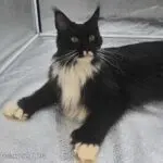 Heather, a black-and-white Maine Coon, lounging with one white paw extended on a light surface.