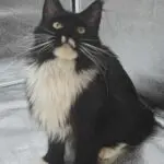 Heather, a black-and-white Maine Coon with a full white ruff, sitting attentively.