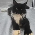 Heather, a black-and-white Maine Coon with white paws and chest, resting comfortably.