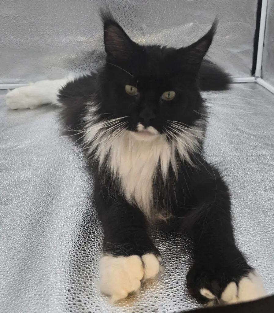 Heather, a black-and-white Maine Coon with white paws and chest, resting comfortably.