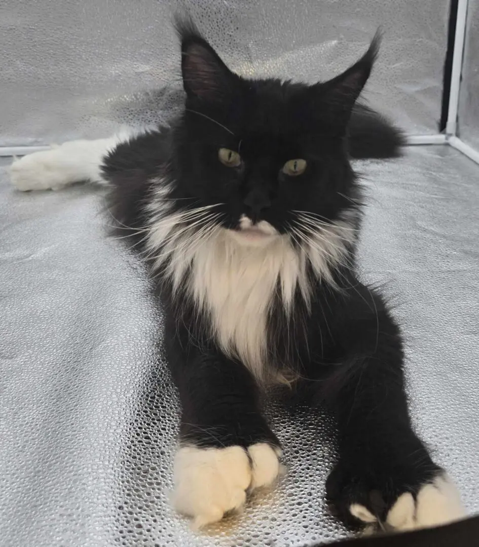Heather, a black-and-white Maine Coon with white paws and chest, resting comfortably.