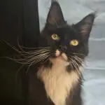 Close-up of Heather, a black-and-white Maine Coon with golden eyes and long white whiskers.