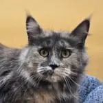 Close-up portrait of Josette Rose, a smoke tortoiseshell Maine Coon with expressive green-gold eyes.