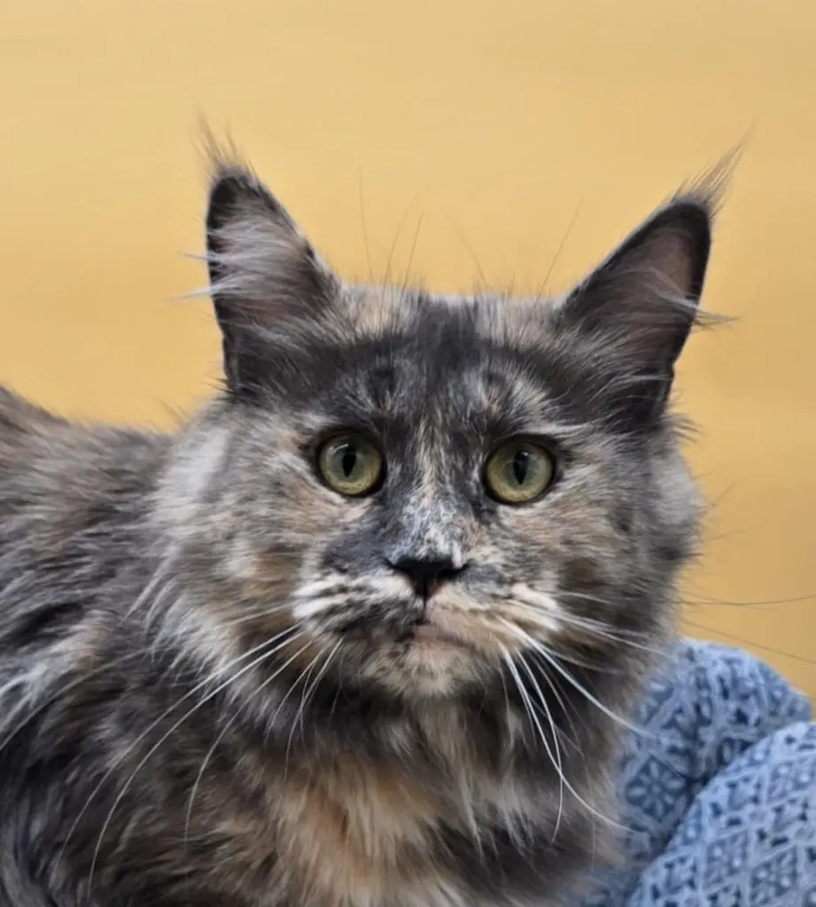 Close-up portrait of Josette Rose, a smoke tortoiseshell Maine Coon with expressive green-gold eyes.