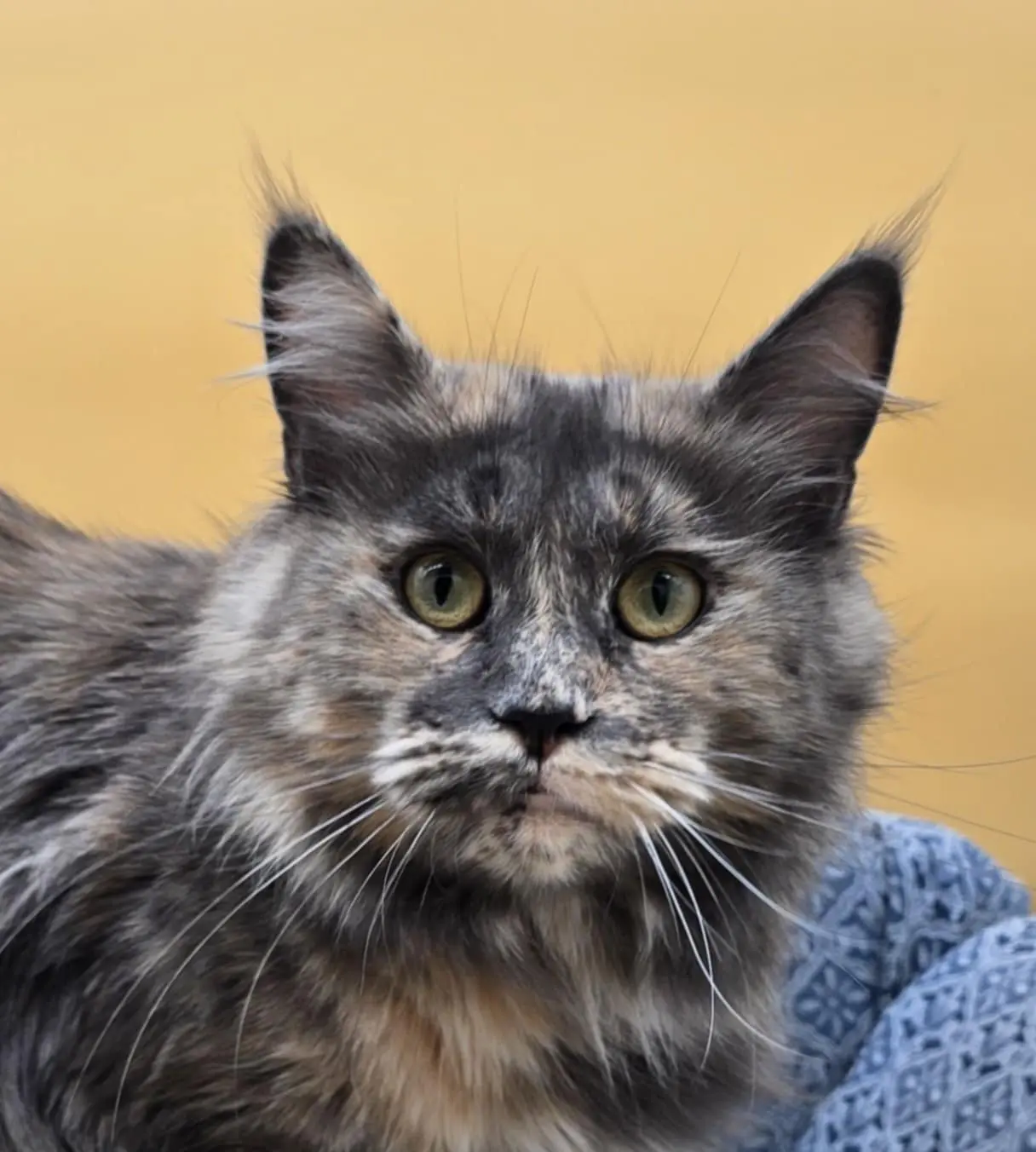 Close-up portrait of Josette Rose, a smoke tortoiseshell Maine Coon with expressive green-gold eyes.