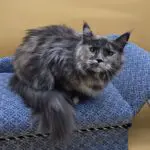 Josette Rose, a smoke tortoiseshell Maine Coon, resting on a patterned blue chair.