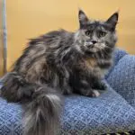 Josette Rose, a smoke tortoiseshell Maine Coon with green-gold eyes, sitting on a blue chair.