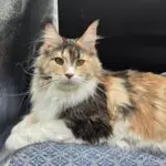 Krissy Beth, a calico-and-white Maine Coon, reclining calmly on a patterned blue chair.