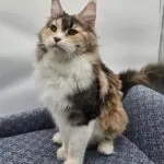 Krissy Beth, a calico-and-white Maine Coon, sitting upright on a patterned blue chair.