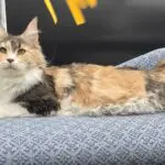 Krissy Beth, a one-year-old calico-and-white Maine Coon, lounging across a blue chair.