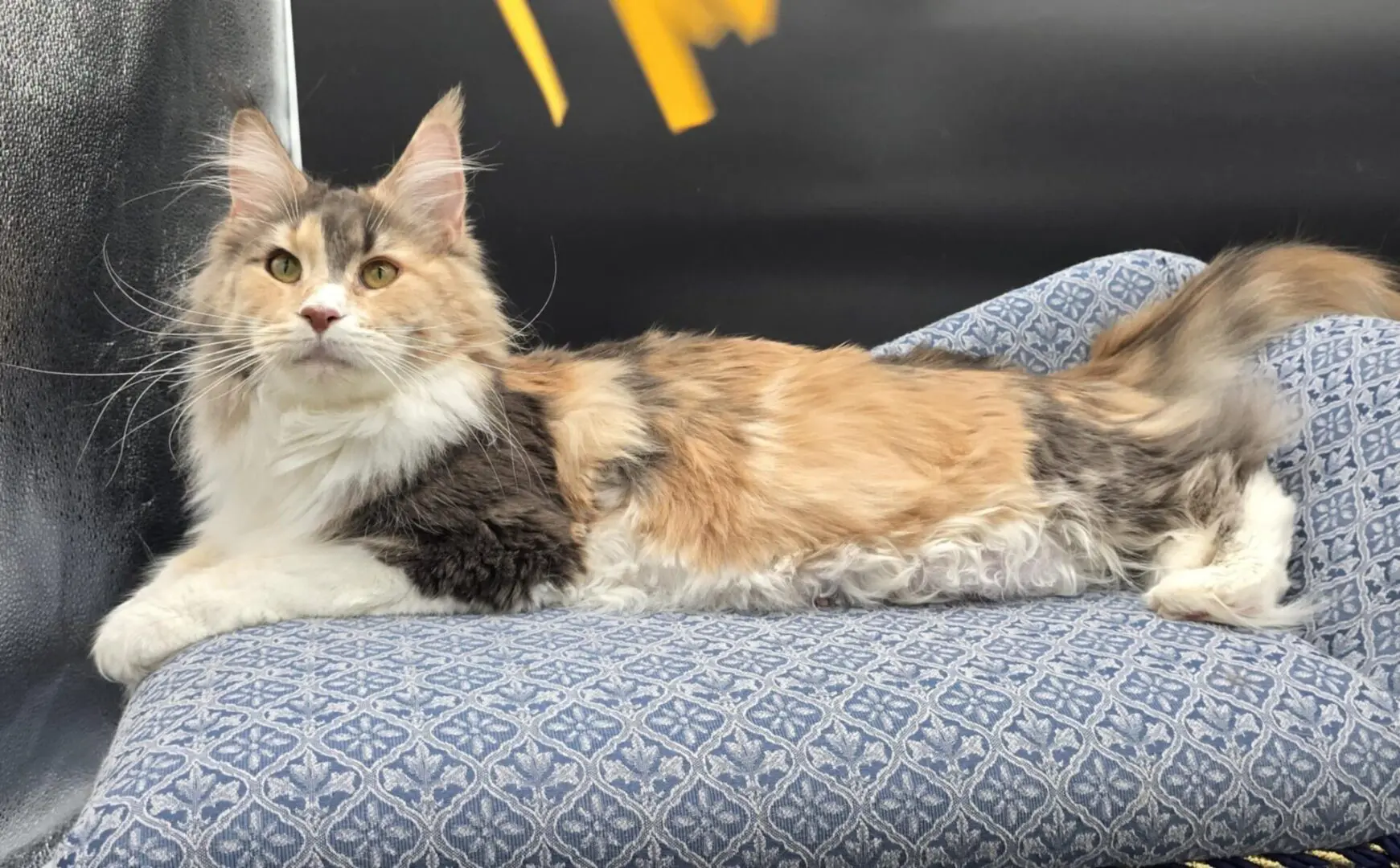 Krissy Beth, a one-year-old calico-and-white Maine Coon, lounging across a blue chair.