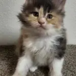 Krissy Beth, a five-week-old patched tabby-and-white Maine Coon kitten, sitting on carpet.