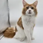 Potus, a red tabby-and-white Maine Coon, sitting upright and facing the camera.