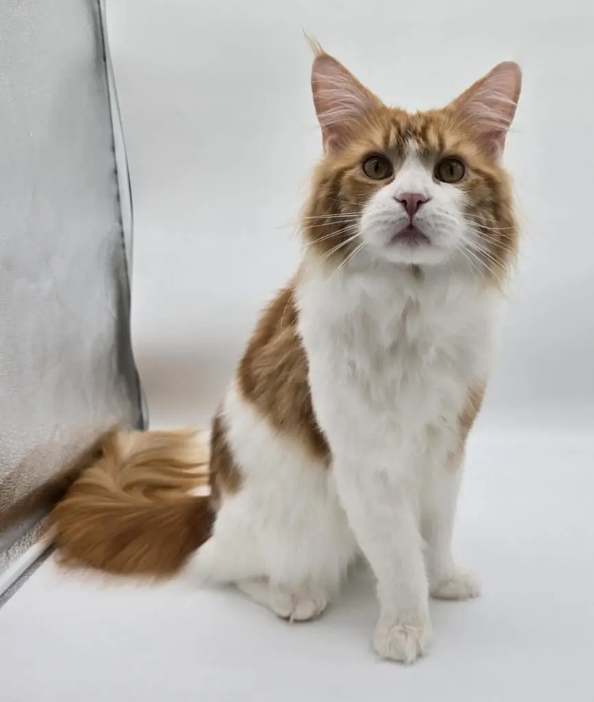Potus, a red tabby-and-white Maine Coon, sitting upright and facing the camera.