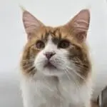 Close-up portrait of Potus, a red tabby-and-white Maine Coon with amber eyes and alert ears.