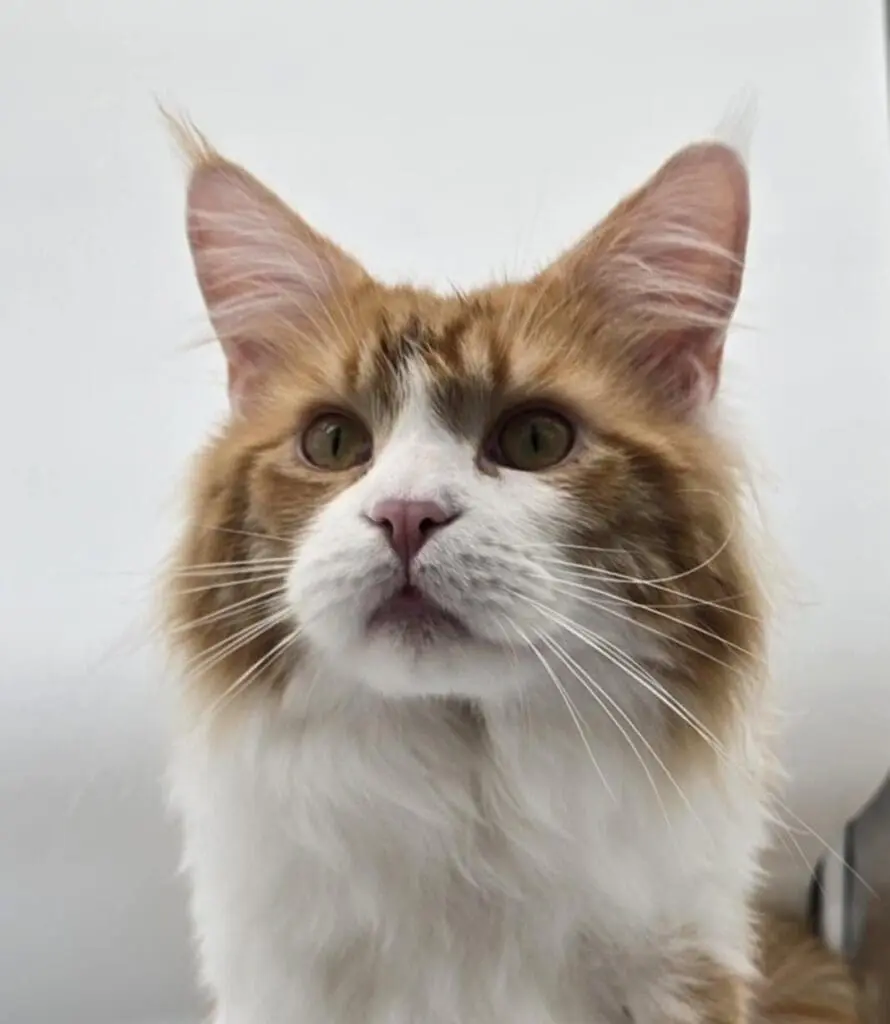 Close-up portrait of Potus, a red tabby-and-white Maine Coon with amber eyes and alert ears.