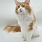 Potus, a red tabby-and-white Maine Coon, sitting tall on a white portrait surface.