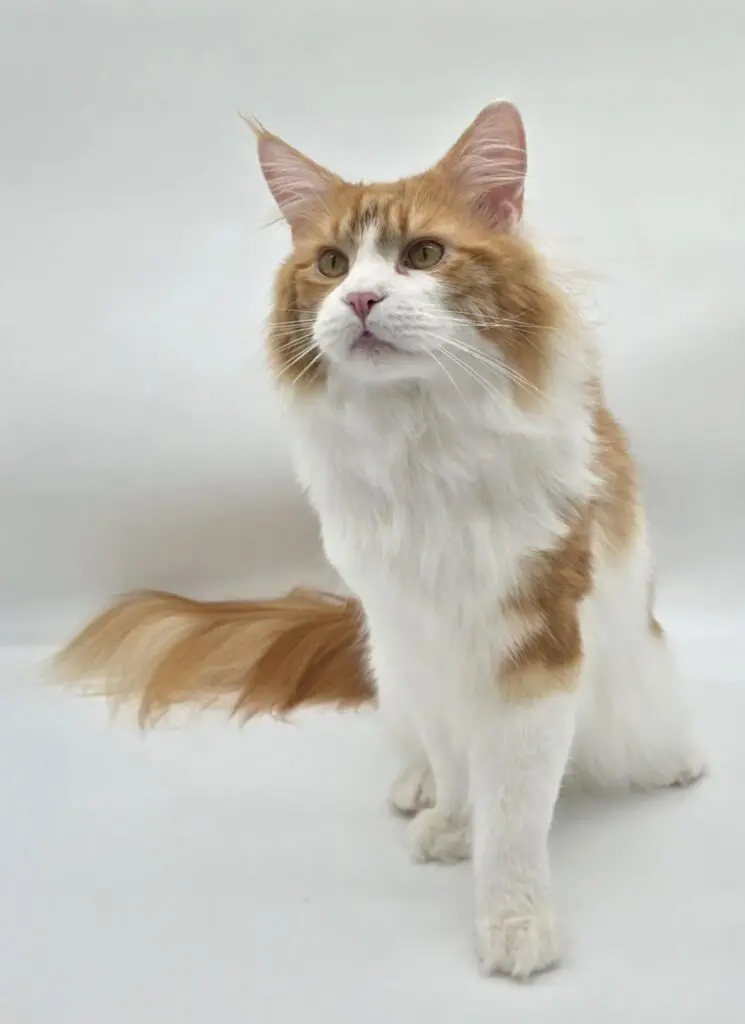 Potus, a red tabby-and-white Maine Coon, sitting tall on a white portrait surface.