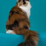 Quinn, a calico-and-white Maine Coon, sitting with her back turned and long plume tail extended.