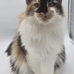 Quinn, a calico-and-white Maine Coon, sitting attentively against a white backdrop.