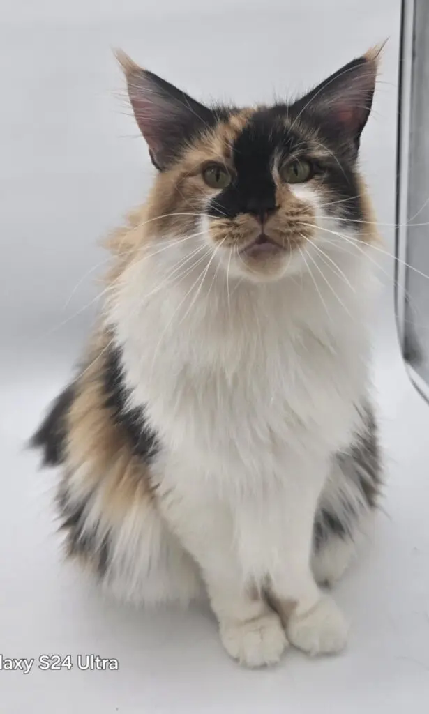 Quinn, a calico-and-white Maine Coon, sitting attentively against a white backdrop.