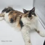Quinn, a calico-and-white Maine Coon, reclining alertly on a white portrait surface.
