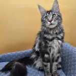 Sariah Rose, a blue tabby Maine Coon queen, sitting alertly on a patterned blue chair.
