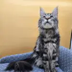 Sariah Rose, a blue tabby Maine Coon queen, sitting upright and looking upward.