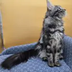 Sariah Rose, a blue tabby Maine Coon queen, sitting in profile with her plume tail extended.