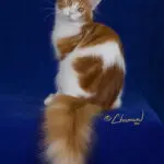 Potus, a red tabby-and-white Maine Coon, posed on blue velvet with his long plume tail extended.
