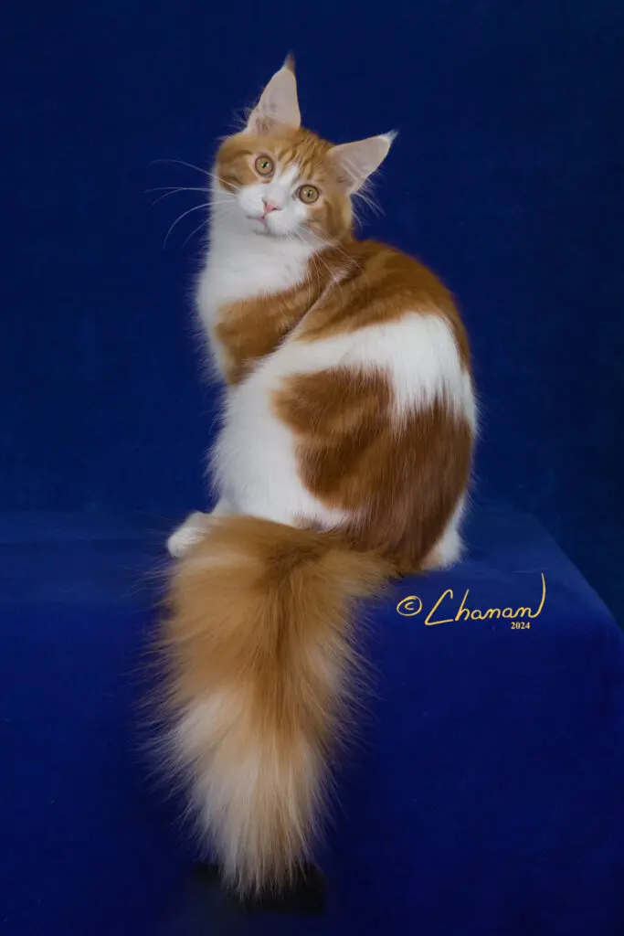 Potus, a red tabby-and-white Maine Coon, posed on blue velvet with his long plume tail extended.
