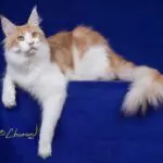 Scarcelli, a red silver tabby-and-white Maine Coon stud, reclining alertly on blue velvet.