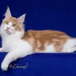 Scarcelli, a red-and-white Maine Coon stud, reclining across a deep blue portrait backdrop.